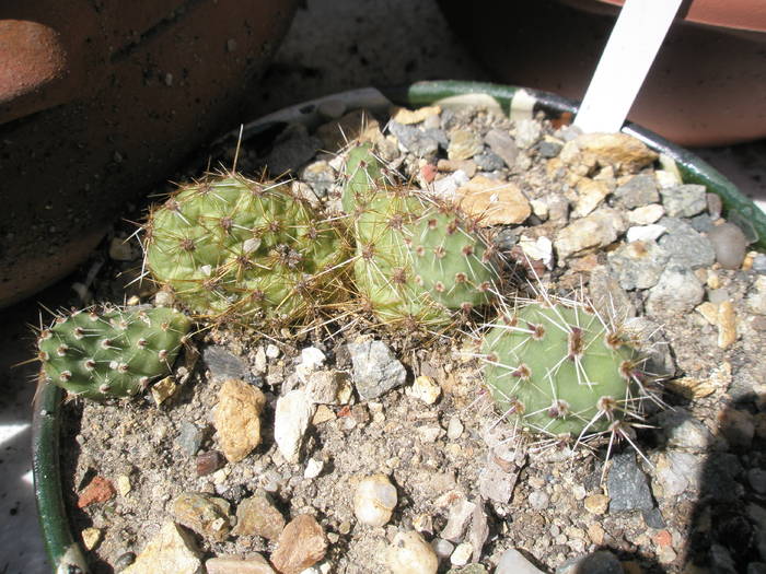 Opuntia arenaria - 05.06