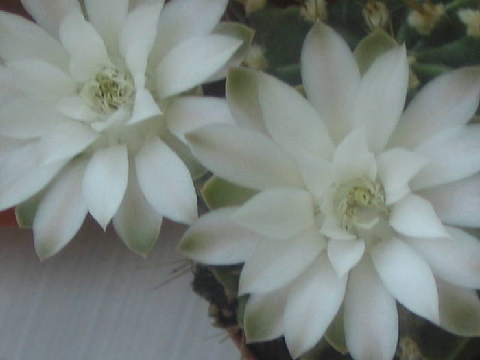 Gymnocalycium mihanovichii - iunie 2009 - Cactusi