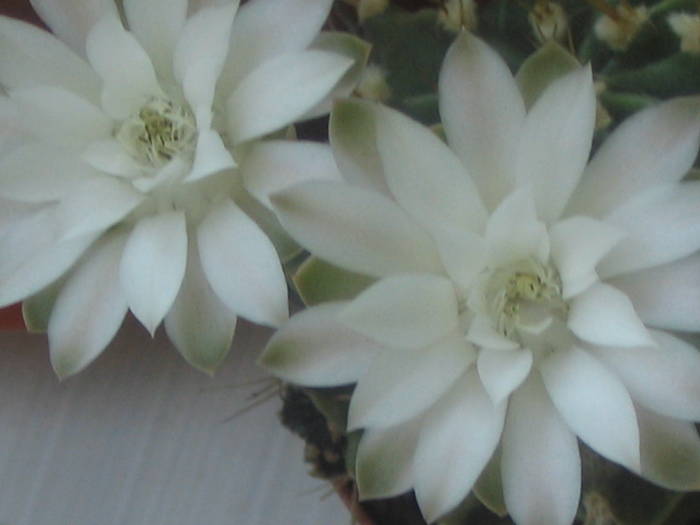 Gymnocalycium mihanovichii - iunie 2009