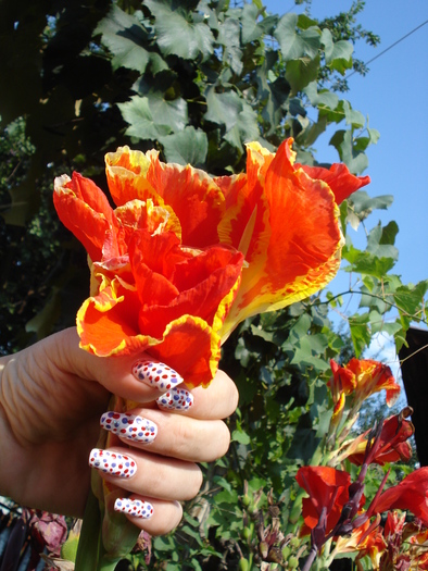 CANNA - LA MAMA-LA MOSIE 2009