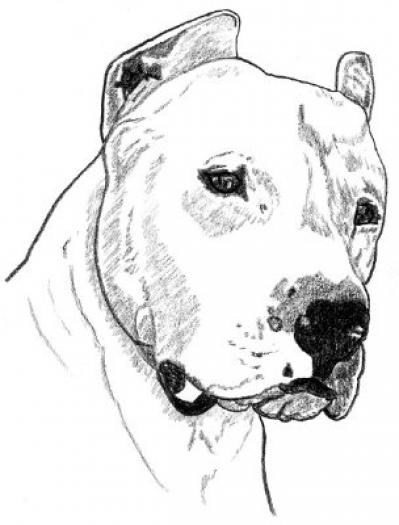 Dogo Argentino1