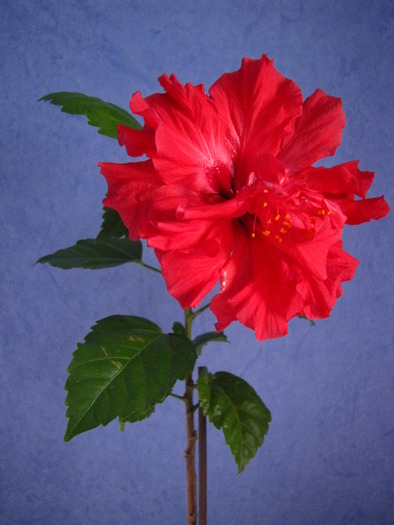 Hibiscus (Myrela) 6 dec 2009 (2) - hibiscus