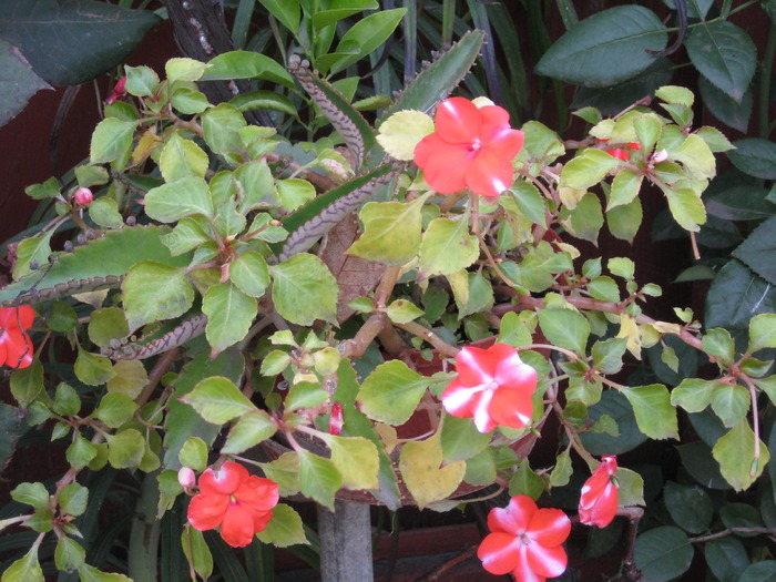 IMG_2505; domnisoare
