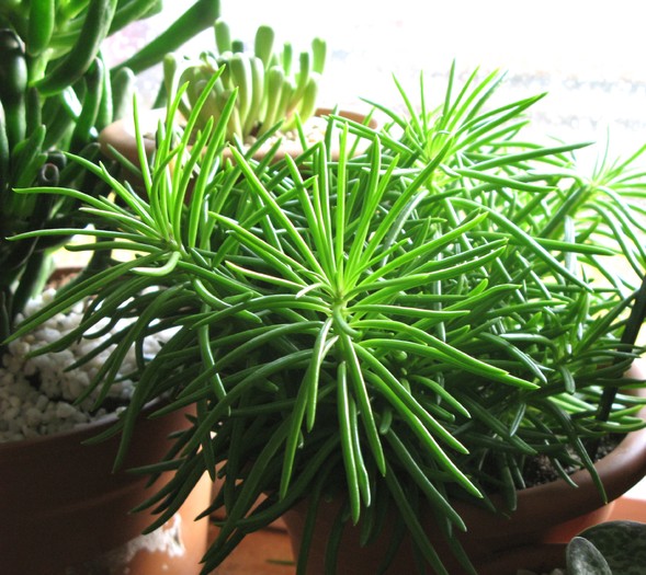 Senecio arch himalaya groen