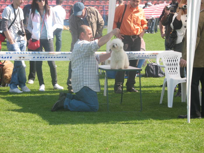 IMG_4799 - bichon frise