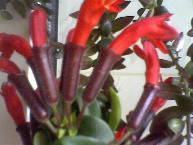 Picture 003 - aeschynanthus