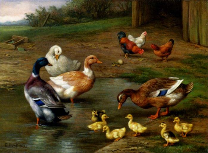 Hunt_Edgar_Chickens_Ducks_And_Ducklings_Paddling - ANIMALE