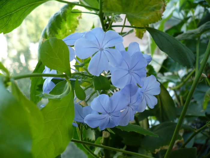 P1160410 - PLUMBAGO