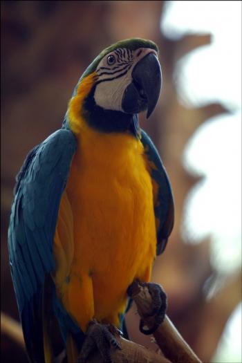 orange-blue-parrot - alte pasari si animale