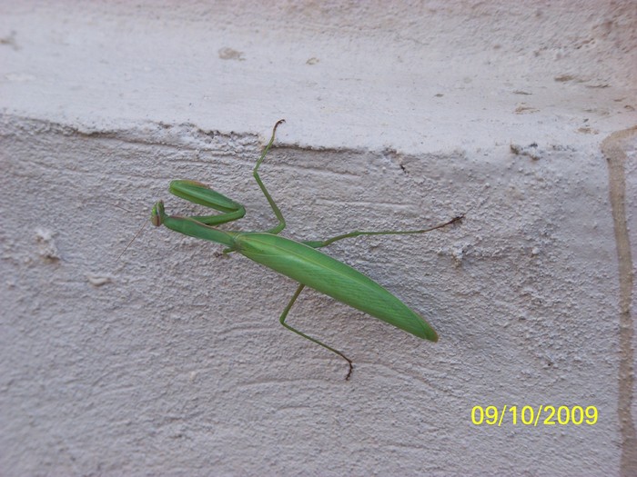 100_2753 - Toamna in curte  Timisoara