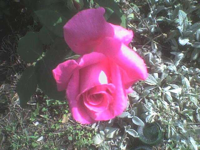 DSC00979 - trandafiri
