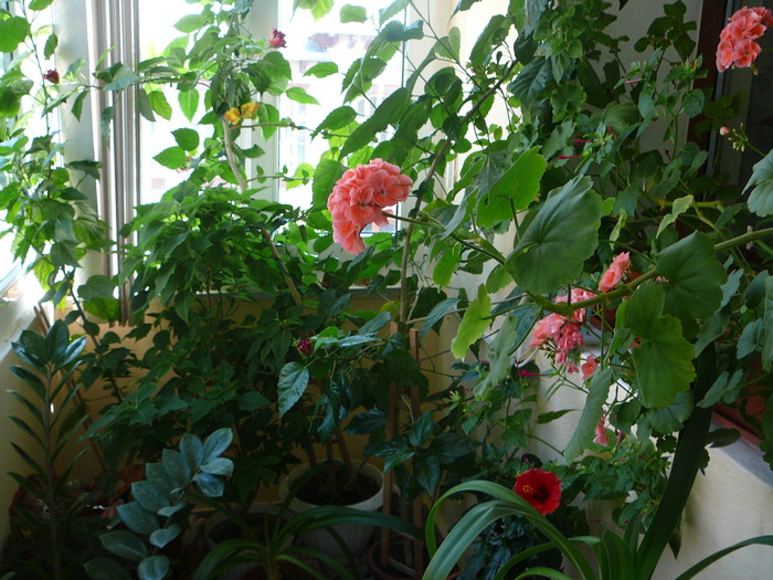 Picture 092; asa  era  balconul  meu
(acum nu  mai  este,deoarece  toate  plantele  sunt  la  galati)
