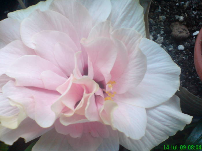 DSC05194 - Hibiscus 2009