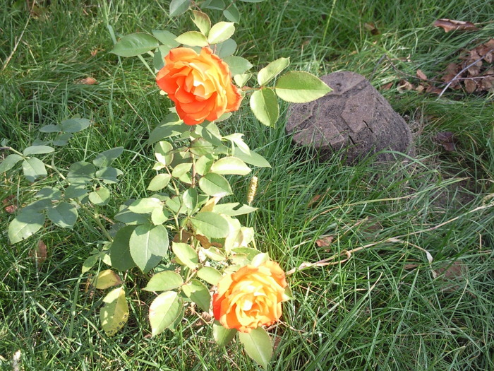 trandafiri-portocalii - plantute de afara