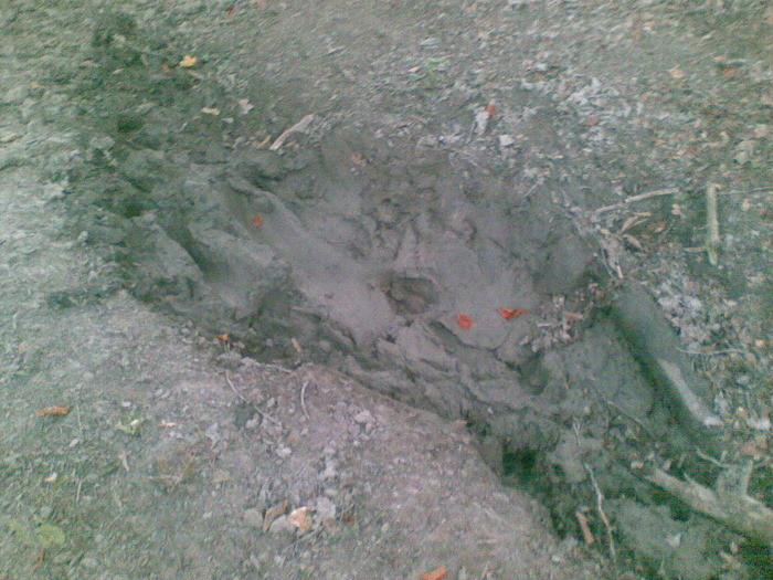 26092009(007) - vanatoare padure