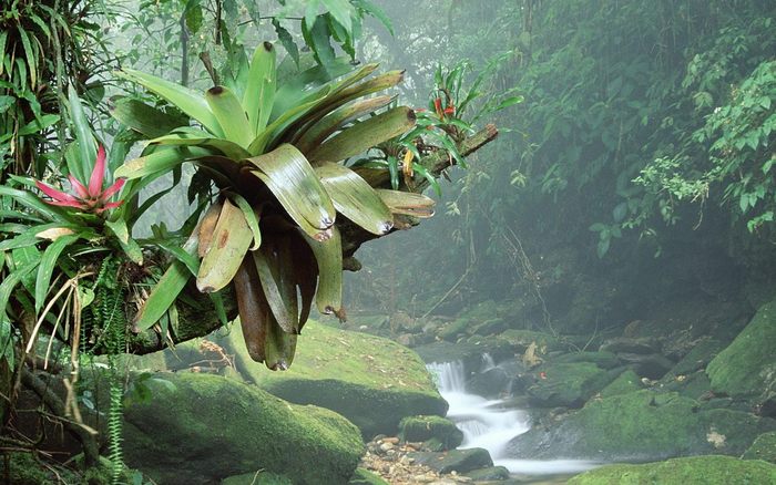 Bromeliads-Bocaina-National-Park-Atlantic-Rainforest-Brazil-pictures - 171 - Nature Wallpapers