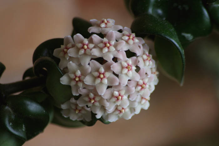 Hoya Compacta - plante 2009