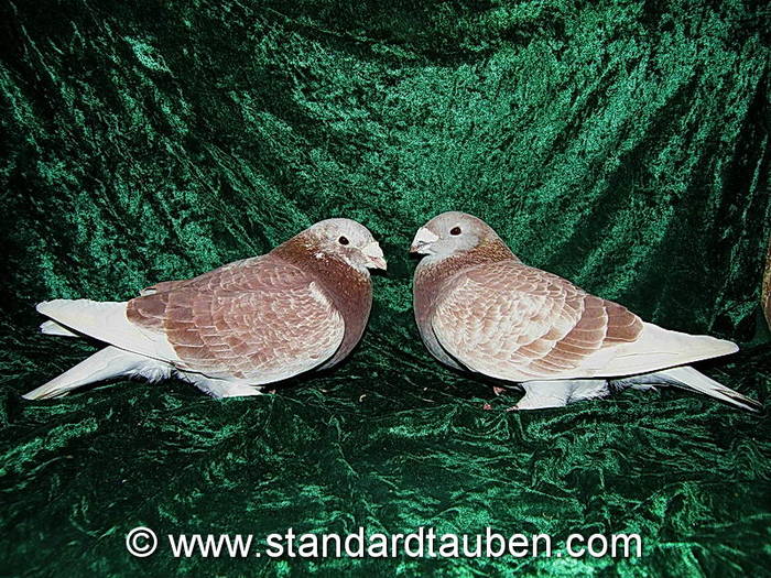 paar-16 - Voiajori Standard Germania