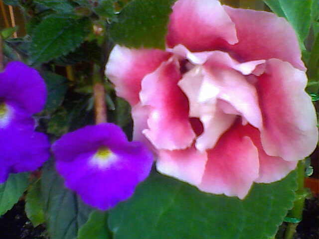 gloxi - florile mele de la bloc