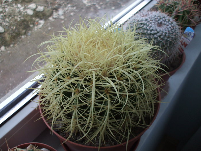 Echinocactus grusonii