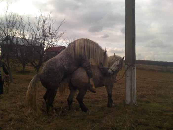 Percheron - Cai de rasa Percheron