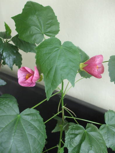 DSCF4133 - abutilon