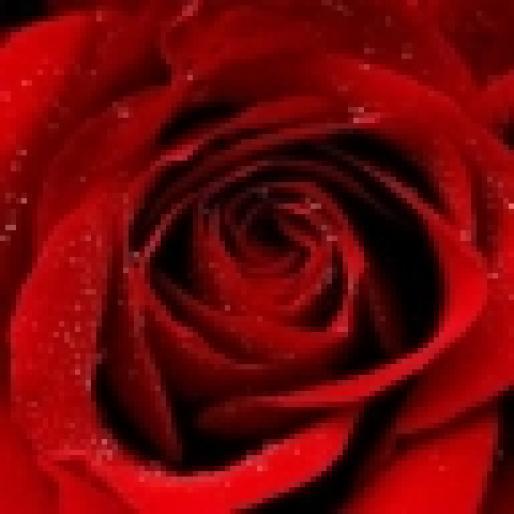 trandafir - Poze Frumoase