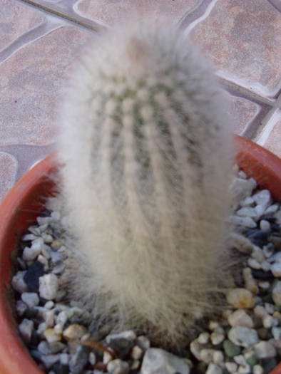 P1010003 - cactus necunoscut-poate ma ajuta cineva sa-l identific