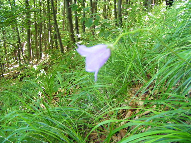 DSCF2003 - varful Ignis Maramures