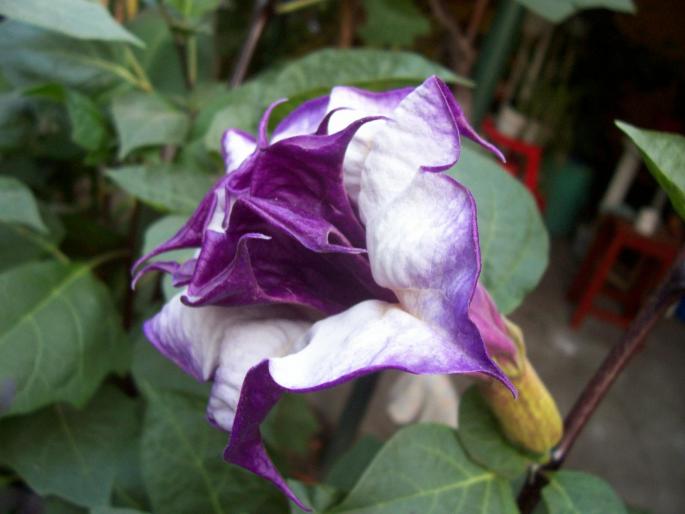 datura dubla mov