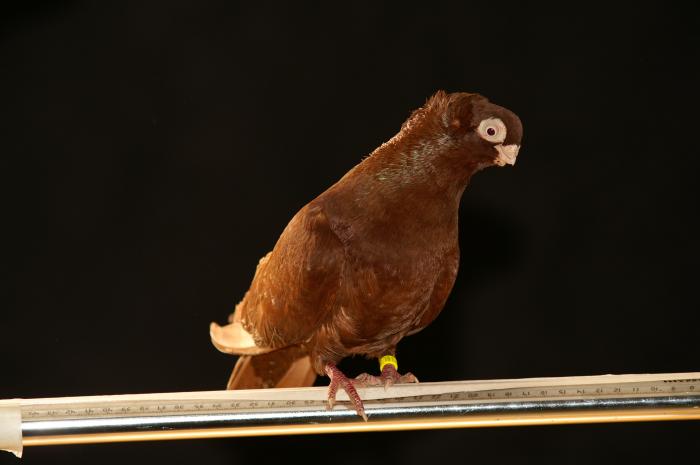 Picture 054 - jucatori de constanta