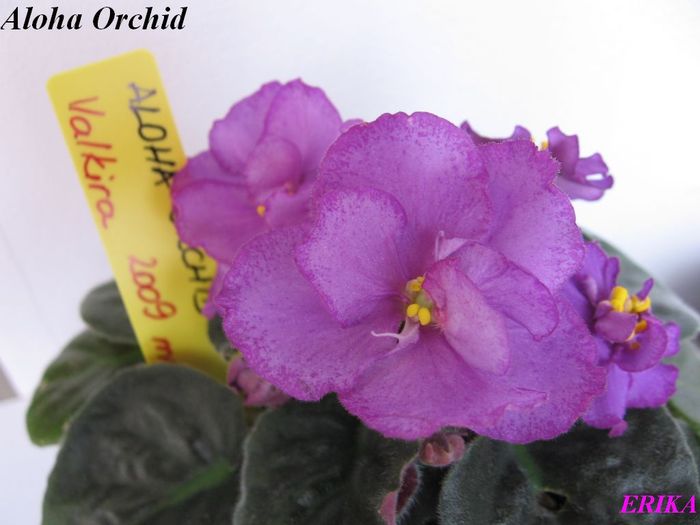Aloha Orchid 2009 - Violete de colectie
