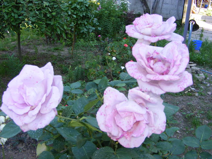 Trandafiri  lila - flori si animale 2009