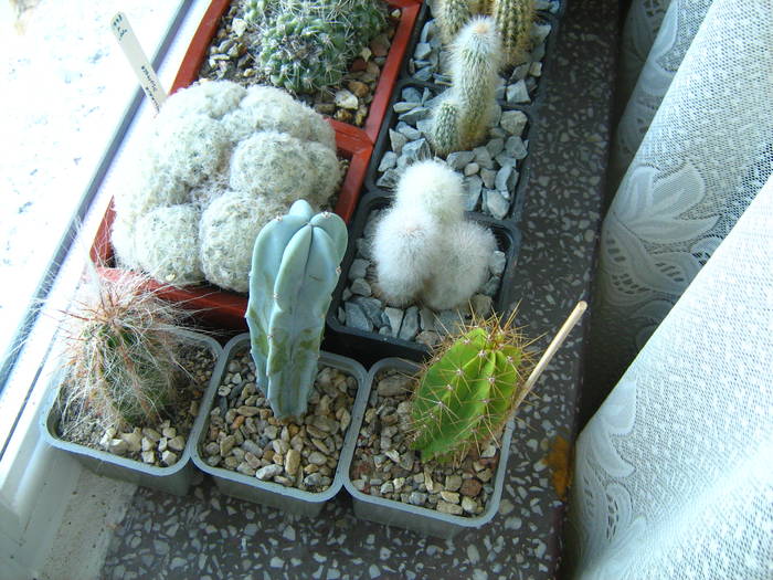 IMG_4489 - Cactusi 1 martie 2009