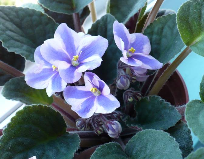 chimera - Saintpaulia - violete de camera