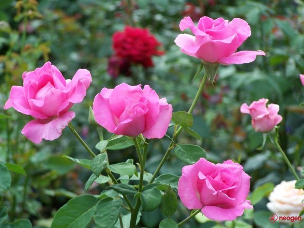 3aa9189f_0050000972559_00_600 - Trandafiri roz