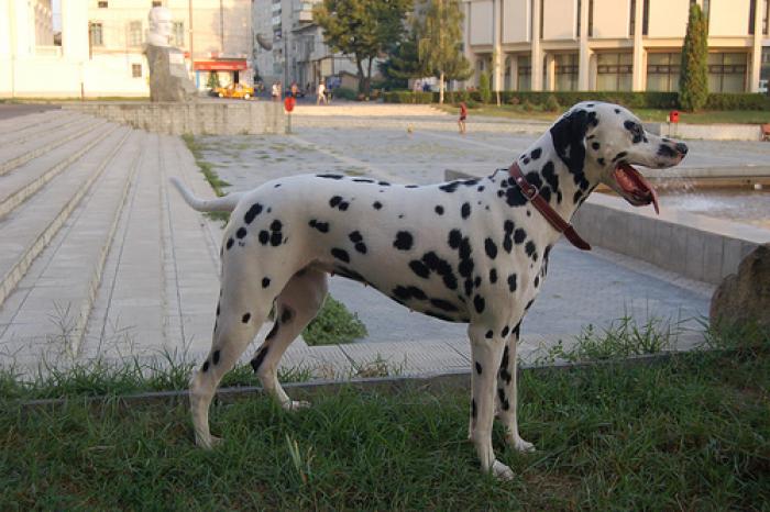 545700234_5f0e08fb7f - dalmatieni