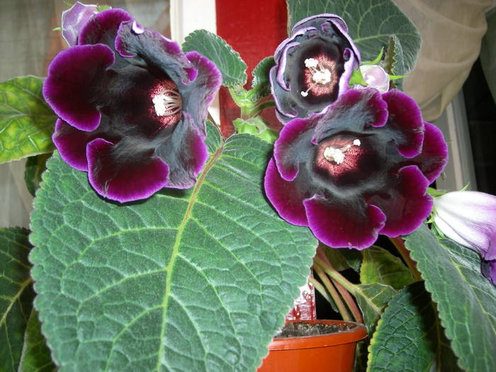 Gloxinia mov inchis - Flori - 2009