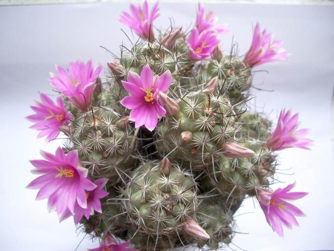 Mammillaria mazatlanensis