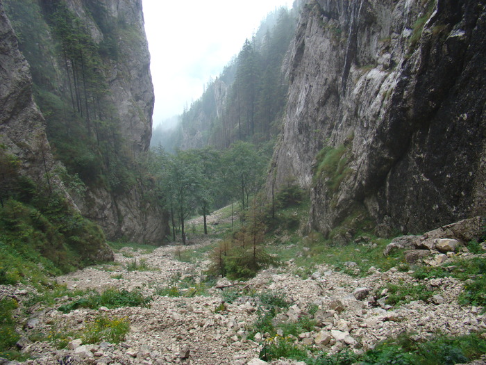 DSC04052 - Piatra Craiului August 2009 Valea Crapaturii