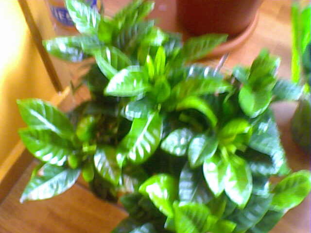 Picture 031 - ultimile achizitii 2009