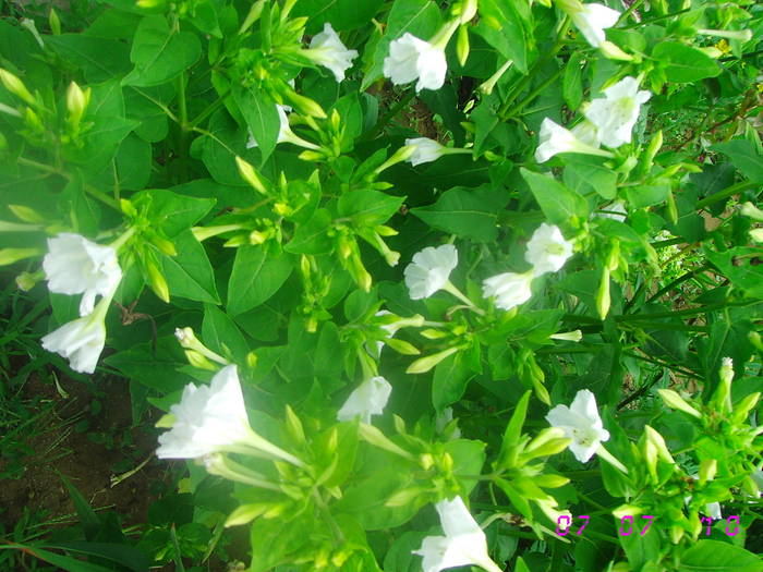 Barba boierului alba