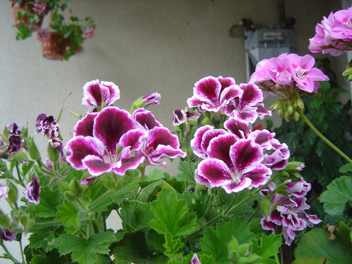 muscata englezeasca - florile mele in 2009