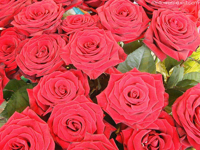 roseas - Roses