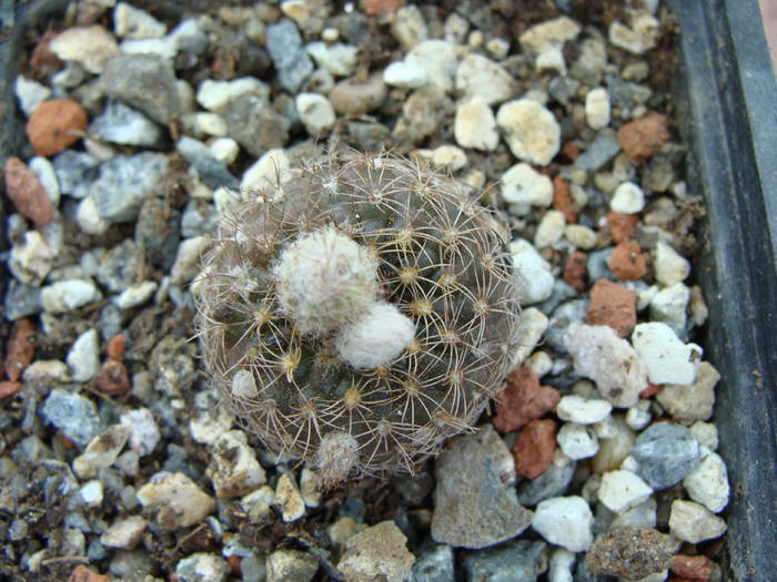 F. phaeodisca