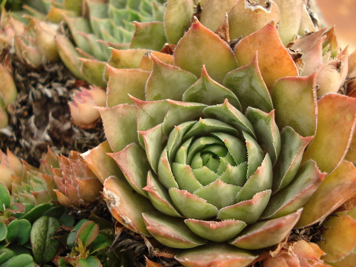 DSC01505 - Sempervivum