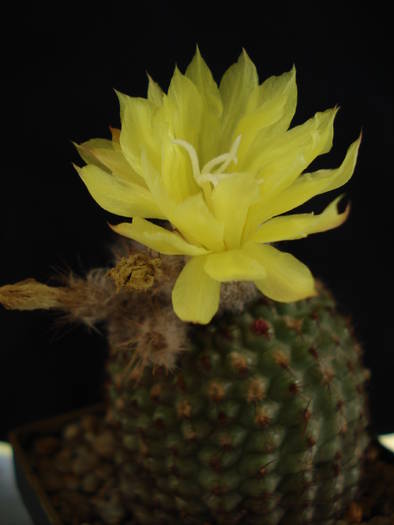 DSC08452 - Cactusi