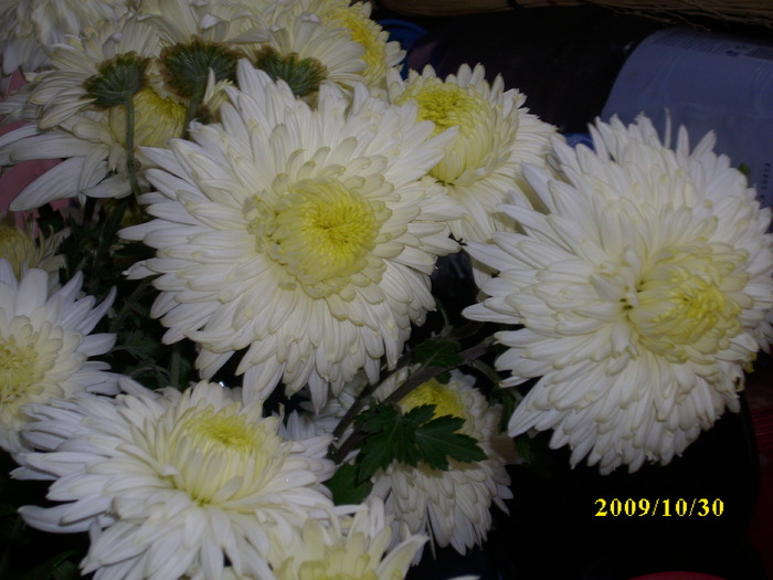 DSCI2080 - crizanteme