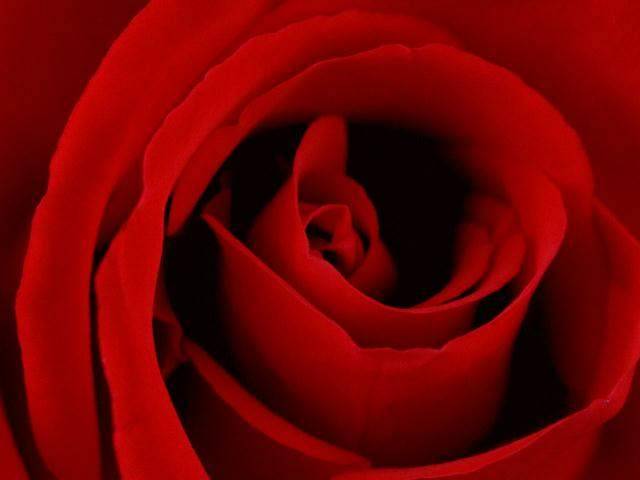 rose014 - Trandafiri