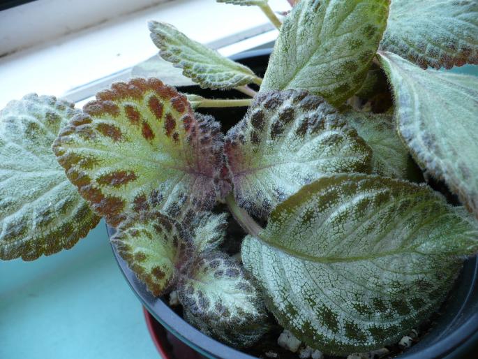 P1040156 - Episcia cupreata